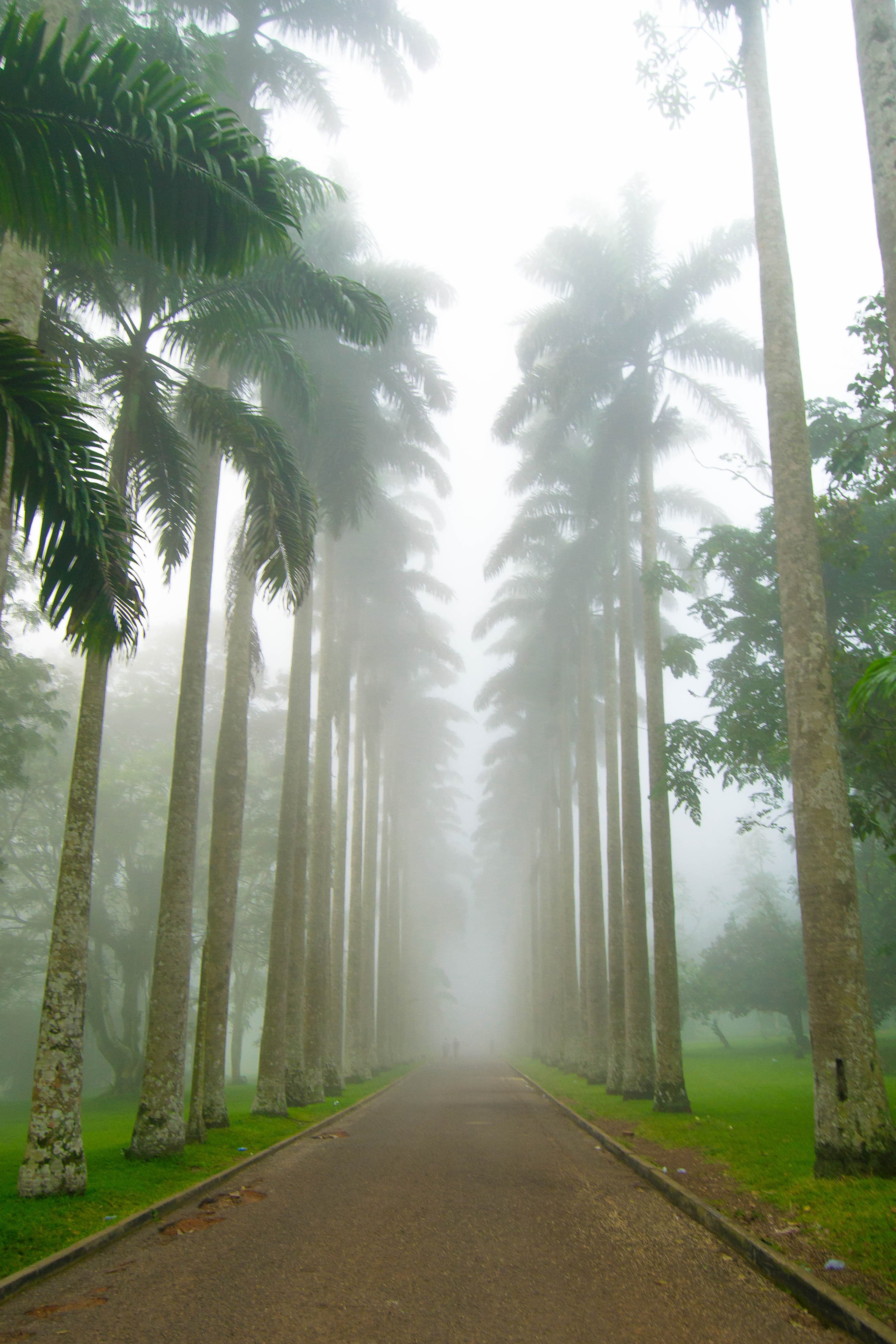 Escape Accra City to Aburi Gardens and Tetteh Quarshie Cocoa Farms