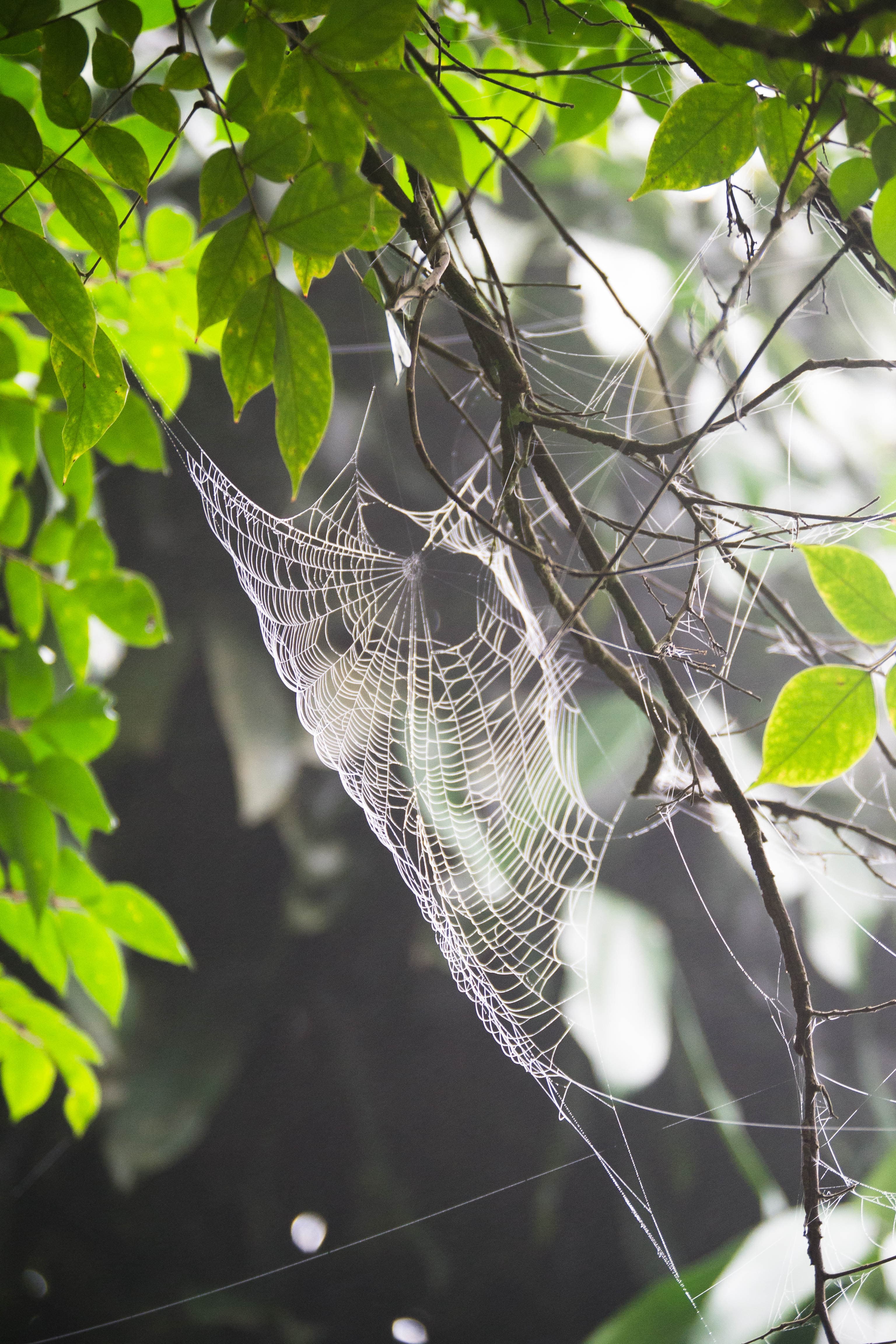 Escape Accra City to Aburi Gardens and Tetteh Quarshie Cocoa Farms