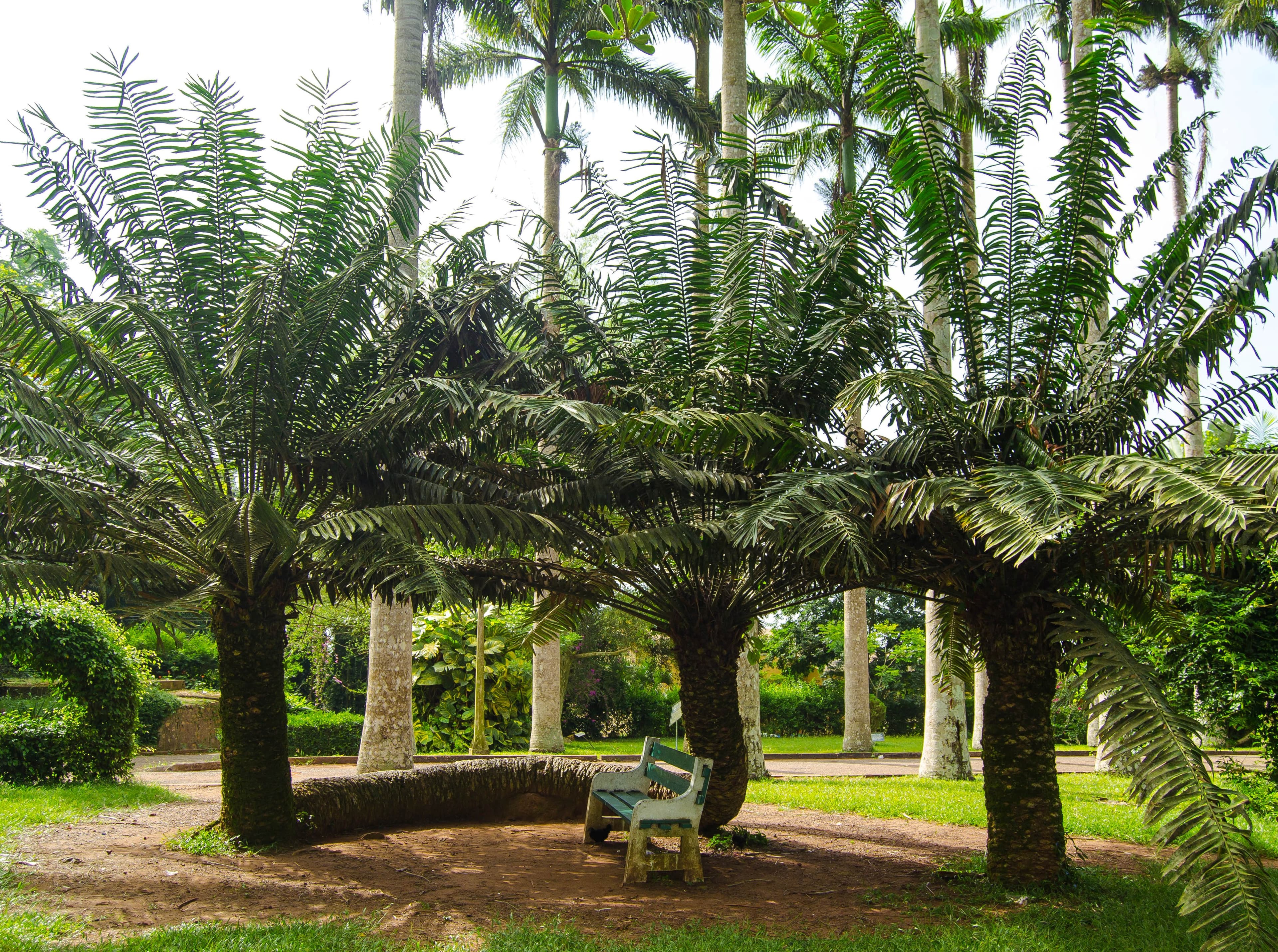 Escape Accra City to Aburi Gardens and Tetteh Quarshie Cocoa Farms
